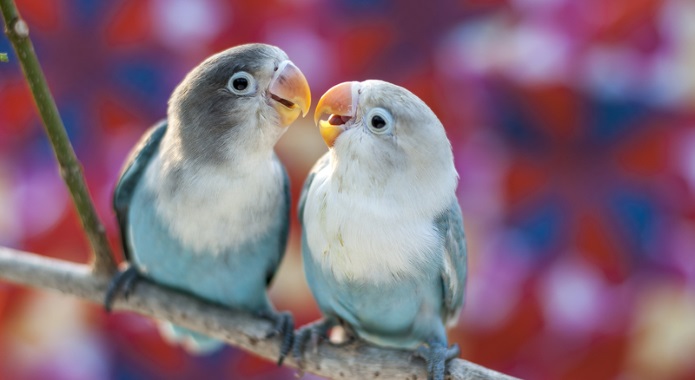 cute birds in love desktop