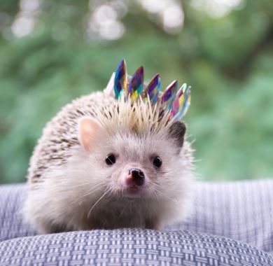 cute hedgehog mobile