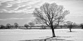 winter depression tree